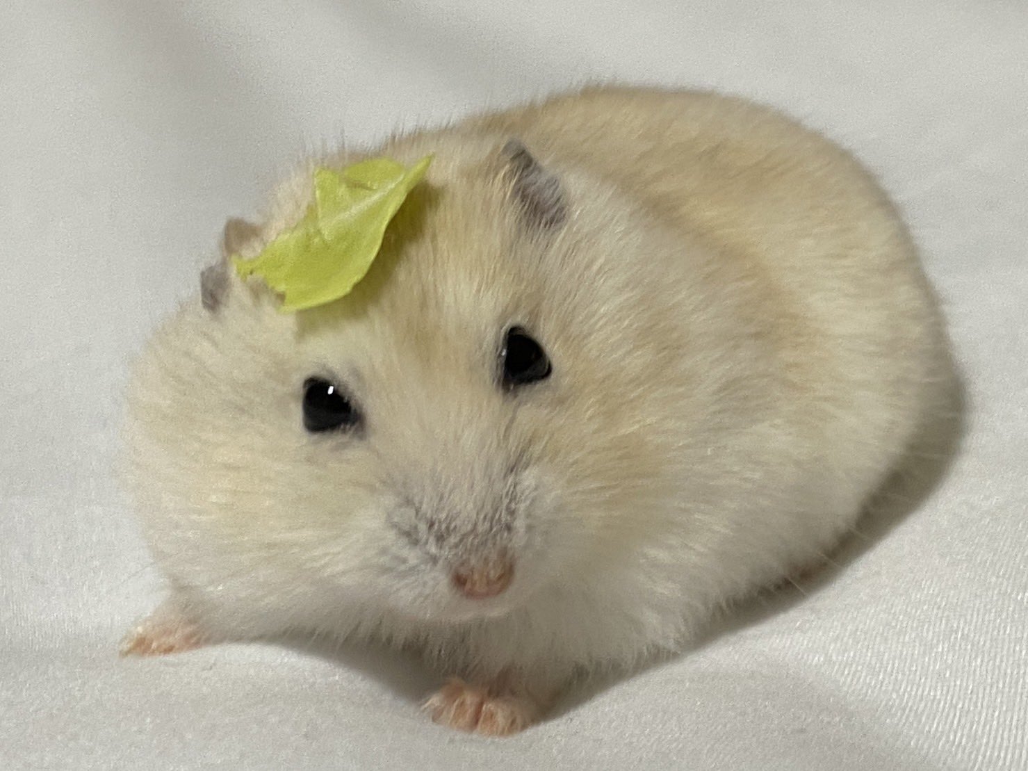 [閒聊] 團長 寵物離世