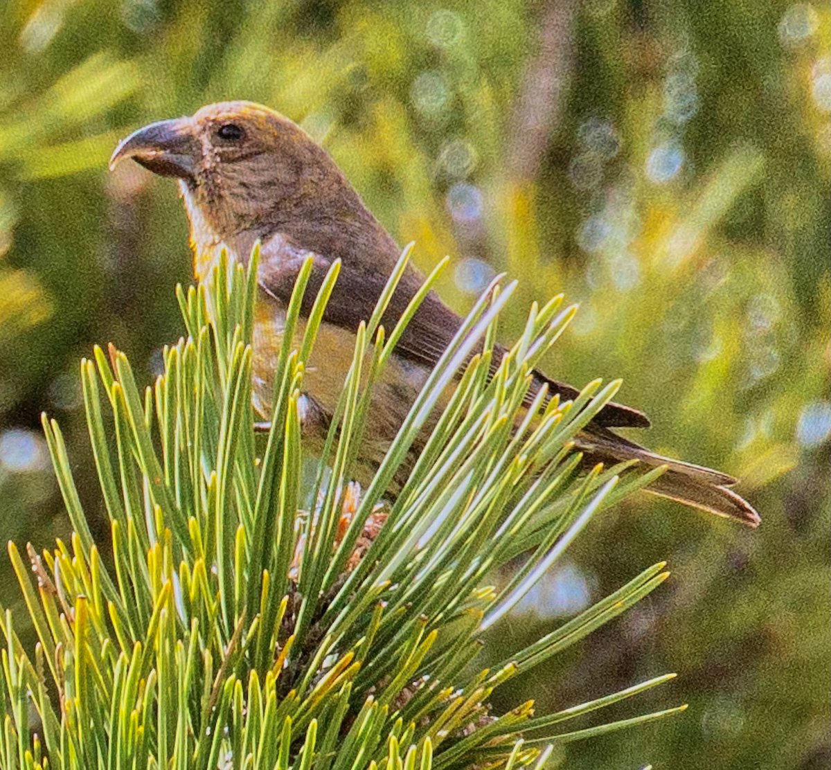 ‘Cyprus’ Crossbill, Troodos, Cyprus. Confusingly, the guillemardi race, often deferred to as Cyprus Crossbill, actually ranges from the Balkans through to Turkey #BirdsSeenIn2023 #cyprusbirds