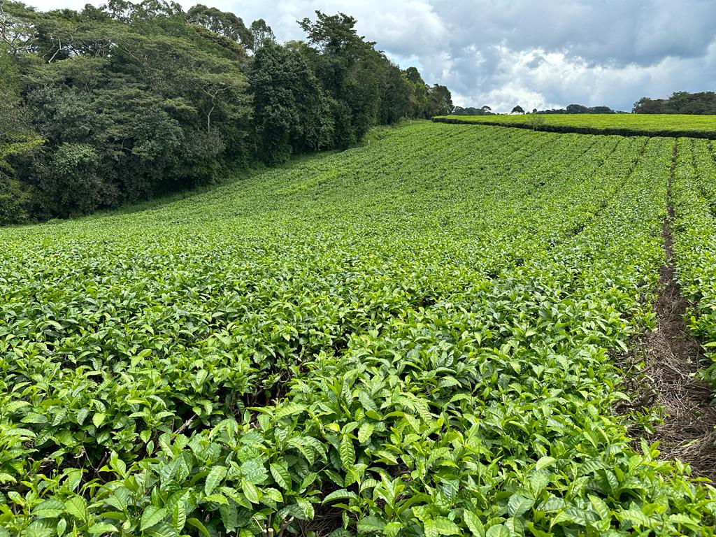 A pest free tea garden courtesy of protecting the Forests and Natural Ecosystem.