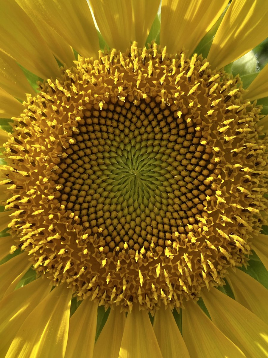 TreeDjinn's tweet photo. @SolarpunkSEED I love how the #sunflower depicts the #holonic nature of the #solarpunks - it is one flower made up of many nested flowers which are #holons meaning they are both a whole &amp; a part of another whole. 

This eloquent pattern also describes the holographic nature of our universe 🌻✨ https://t.co/uOr7moJhjd