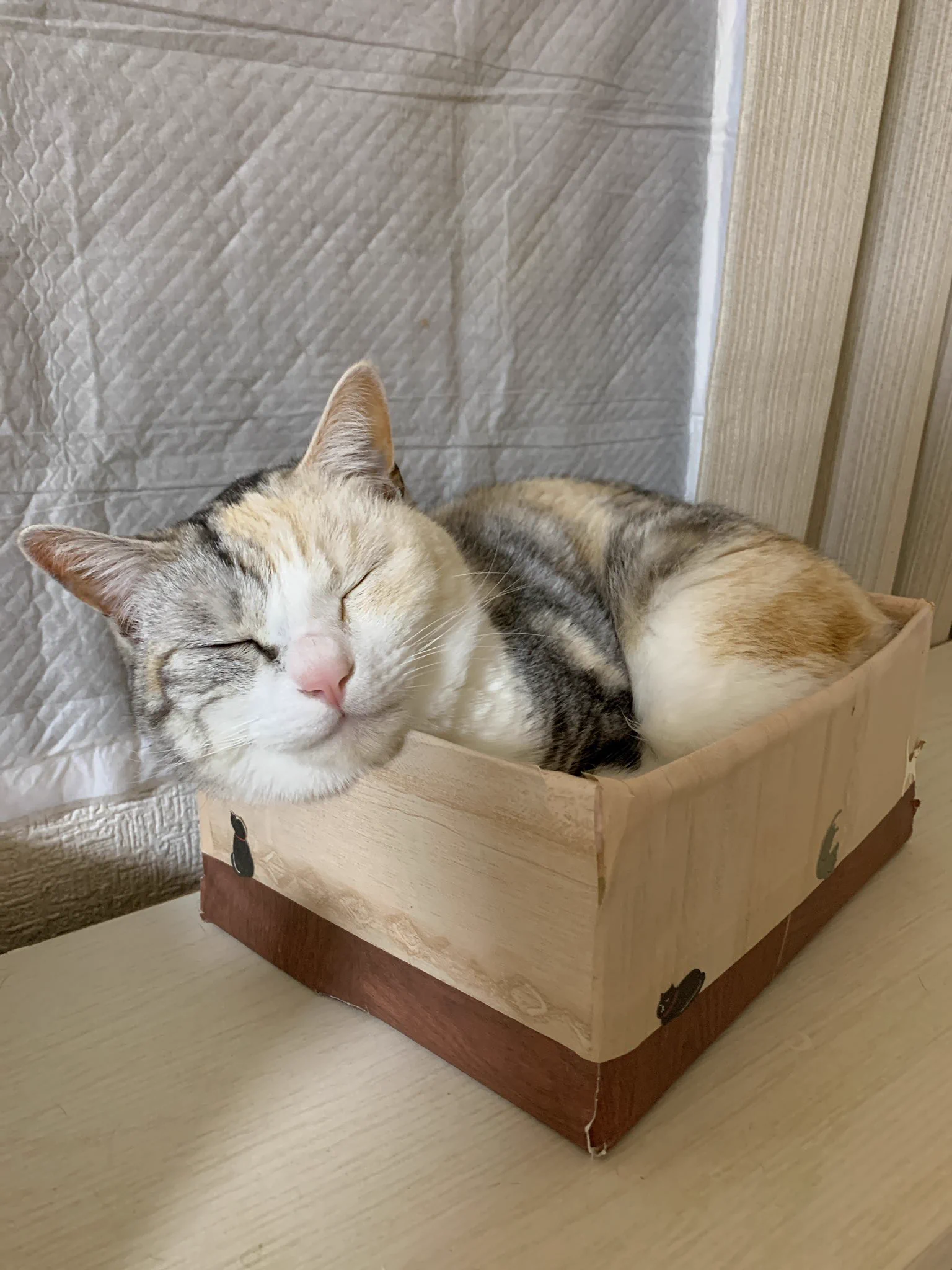 @kyuryuZ めっちゃ分かりますwwwwww
(3枚目は急に飛びついてきた時の写真なのですんごいくい込んでしまってますがwwww) 