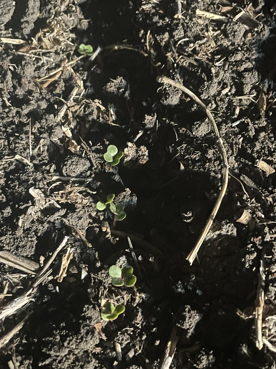 dcoupal's tweet photo. Hope these little soldiers brought their winter coats!   Seeded on the 11th.   Brrrr https://t.co/EGDtxk43eX
