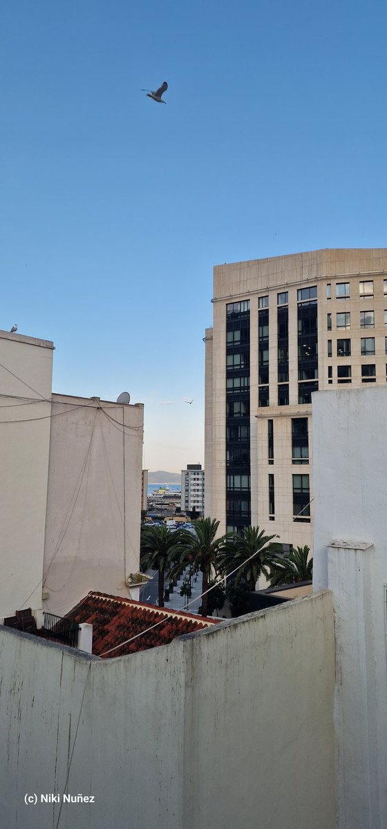 Niki Nuñez (@elnunezgib) on Twitter photo Weather Report Del Pueblo <a href="/JohnBalestrino1/">John Balestrino</a> .... fresco down here... pero esto de blue skies may not last 🤷♂️ Weather Report Del Pueblo <a href="/JohnBalestrino1/">John Balestrino</a> .... fresco down here... pero esto de blue skies may not last 🤷♂️