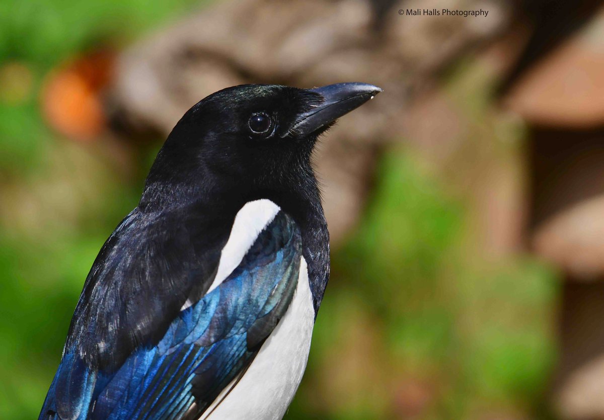 MaliHalls's tweet image. #Magpie 

#Morning #Tweeps, I hope your #day is #good...Its #overcast here this #morning.

#BirdTwitter #Nature #Photography #wildlife #birds #TwitterNatureCommunity #birding #NaturePhotography #birdphotography #WildlifePhotography #Nikon #Sigma #corvid