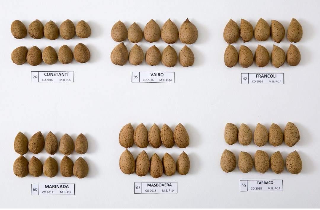 👏 What a wonderful news!!! 

🎯 Me hace mucha ilusión compartir que la próxima edición del <a href="/ishs_hort/">ISHS</a> en #almendra y #pistacho la organizará el <a href="/irtacat/">IRTA</a> 

Enhorabuena a todo el equipo por conseguirlo 💪

<a href="/belloguet2/">laura torguet pomar</a> <a href="/XavierMiarnau/">Xavier Miarnau</a> 

📸 Créditos: Pere Virgili #irta 

#postdoc #ms
