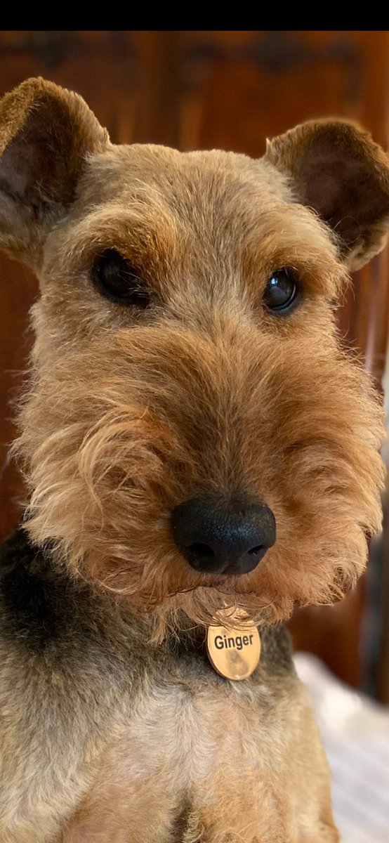 ZadenZane's tweet photo. 🐶ふわふわ鼻の金曜日🐕
This is Ginger the Welsh on #FuzzyBuzzleFriday
#welshterrier #fuzzybuzzle #cloudnose https://t.co/agh2qOouwi