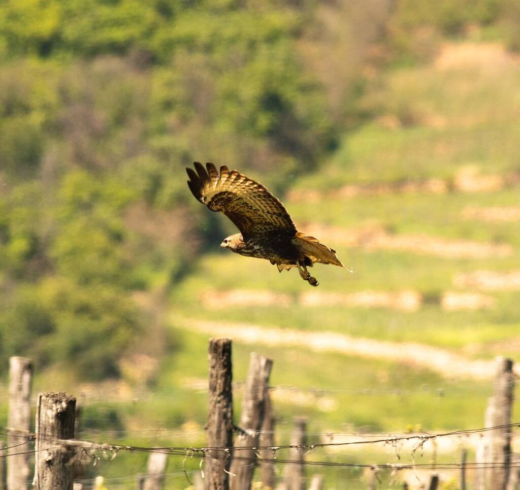 Végre újra kisütött a nap úgyhogy a szúnyogok is előbújtak bar mintha kicsit nagyobbak lennének mint az megszokott …
 
balassabor.hu

#tokajhegyalja #tokajwine #tokaj #tokajwineregion #tokaji #tokajiborvidék #tokajiborvidek #tokajiwine #toka… instagr.am/p/Csacwubo9gC/