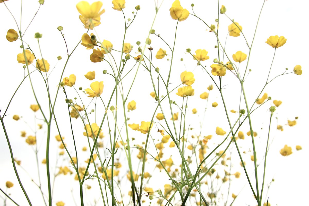 Buttercups against a white sky today. #buttercup #nature