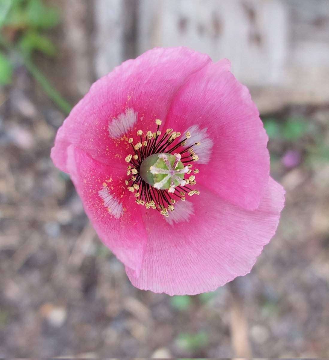 PlantPref's tweet photo. A random seedling of "Beth's Poppy" on the nursery driveway.
Papaver dubium ssp lecoqii albiflorum!
#papaver #papaverdubium #papaverdubiumlecoqiialbiflorum #bethspoppy #bethchatto #seedling #selfseeding https://t.co/JBo9TG4ZrE