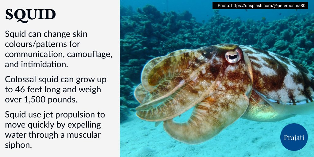 WePrajati's tweet image. #Squid can regenerate lost limbs and escape danger by releasing ink. They regrow arms or tentacles over time, while their ink confuses predators, providing an opportunity to swiftly flee.

#ocean #animals #nature #conservation #wildlife #facts #petsofinstagram #photography