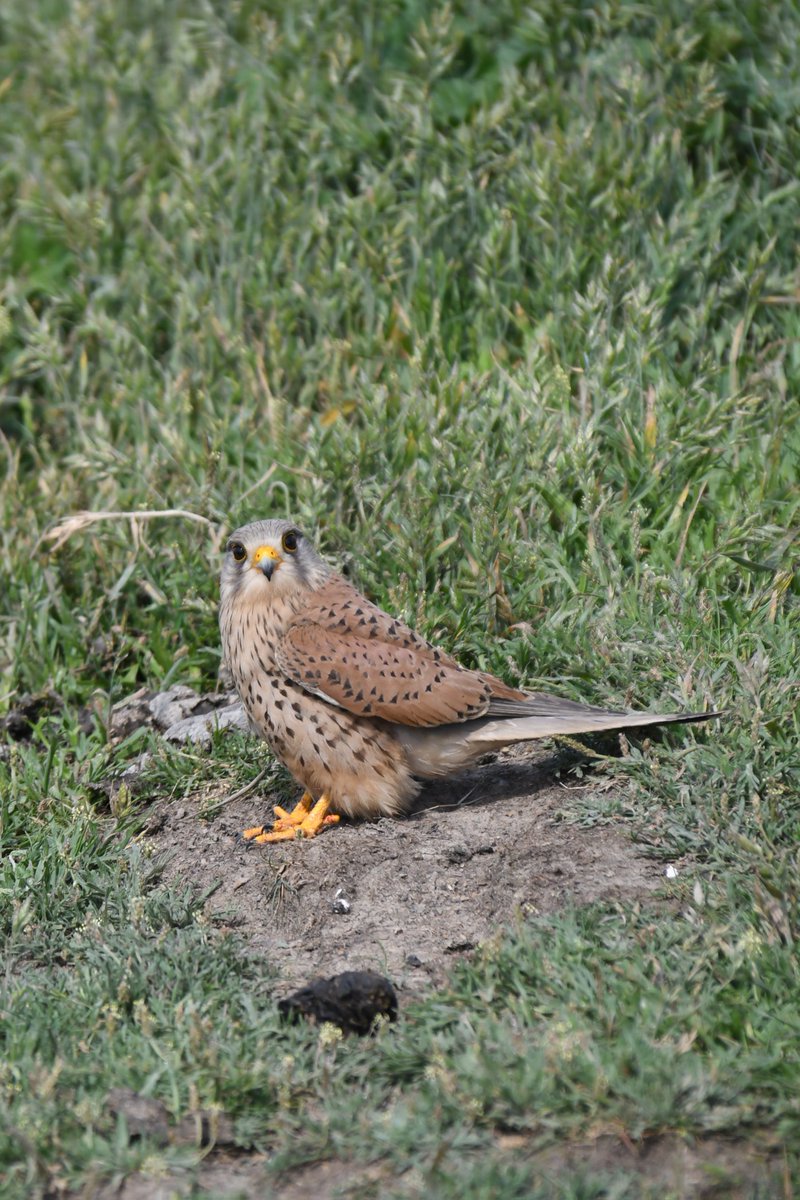 Think he's seen me!
Male Common Kestrel 
Bude Cornwall 〓〓 
#wildlife #nature #lovebude 
#bude #Cornwall #Kernow #wildlifephotography #birdwatching
#BirdsOfTwitter
#TwitterNatureCommunity
#commonkestrel #Kestrel