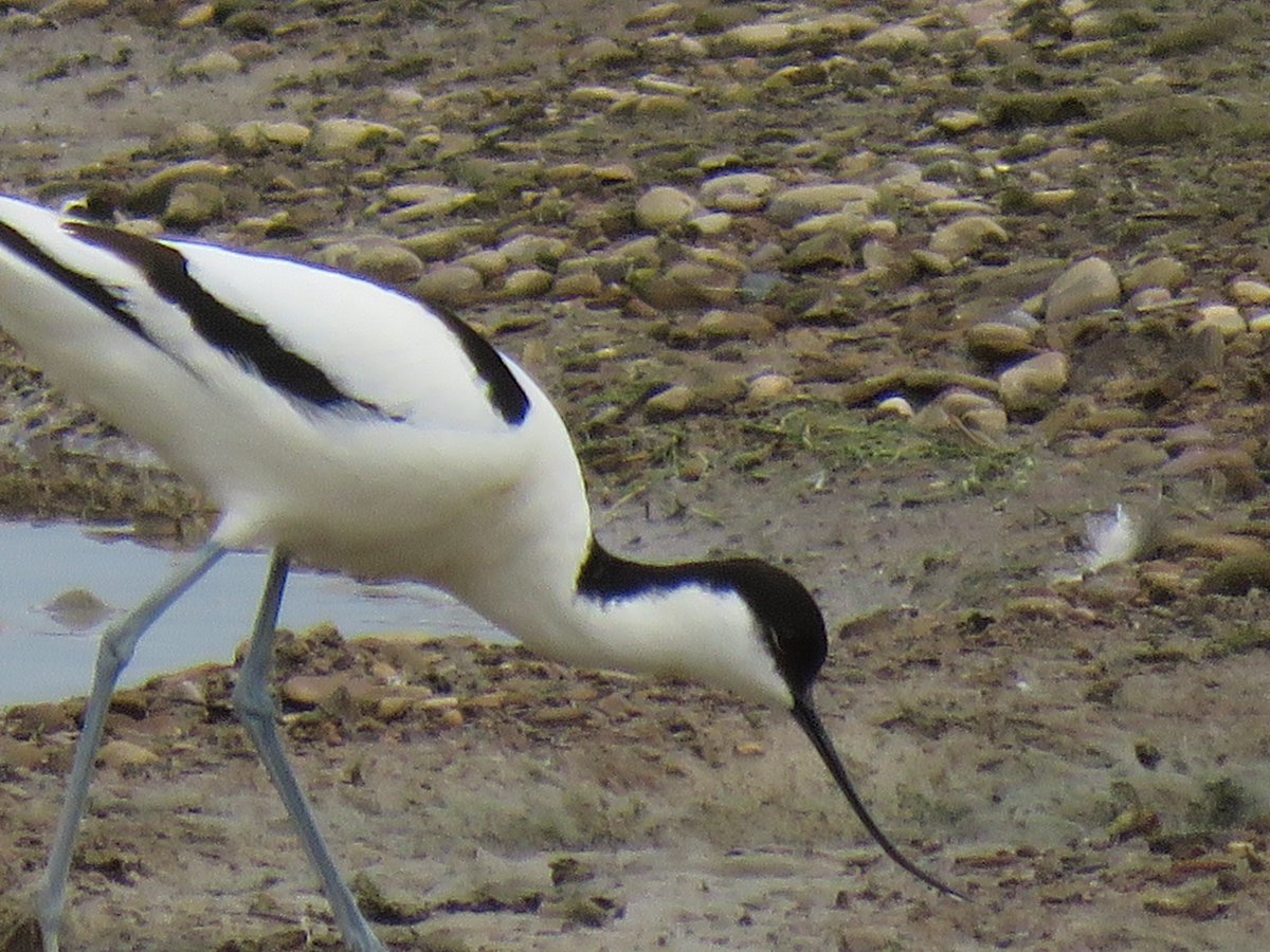 Where is Nature meant to live?π¦π¦π¦π»π³π¦π (@steveredwolf) on Twitter photo Good morning everyone - its a pleasant but overcast start to the day here. Was pleased to see several pairs of avocets <a href="/RSPB_OldMoor/">RSPB_OldMoor</a> this week -such an elegant bird to represent the RSPB Have a fantastic Friday where ever you are todayπ Good morning everyone - its a pleasant but overcast start to the day here. Was pleased to see several pairs of avocets <a href="/RSPB_OldMoor/">RSPB_OldMoor</a> this week -such an elegant bird to represent the RSPB Have a fantastic Friday where ever you are todayπ