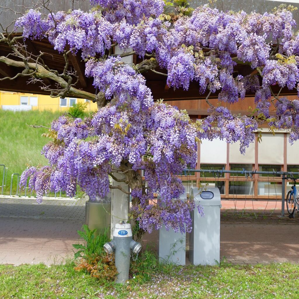 La glycine (1)
.
#martiensdefer #unil 
.
Oui nous sommes vendredi,  le jour des Martiens de fer ! instagr.am/p/CsaijJINdG0/