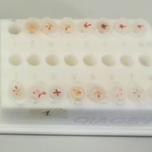 ProgettoQ's tweet photo. Durante il progetto RESQ, i partner coinvolti hanno sviluppato un  nuovo protocollo per la pre-elaborazione di campioni legnosi di #farnia da  destinare all'analisi isotopica, se vuoi saperne di più 👉https://t.co/PSKMSM2mhK
@CNRsocial_ @DiSBAcnr @unipv @UniBasilicata https://t.co/oVgj7V4VlO