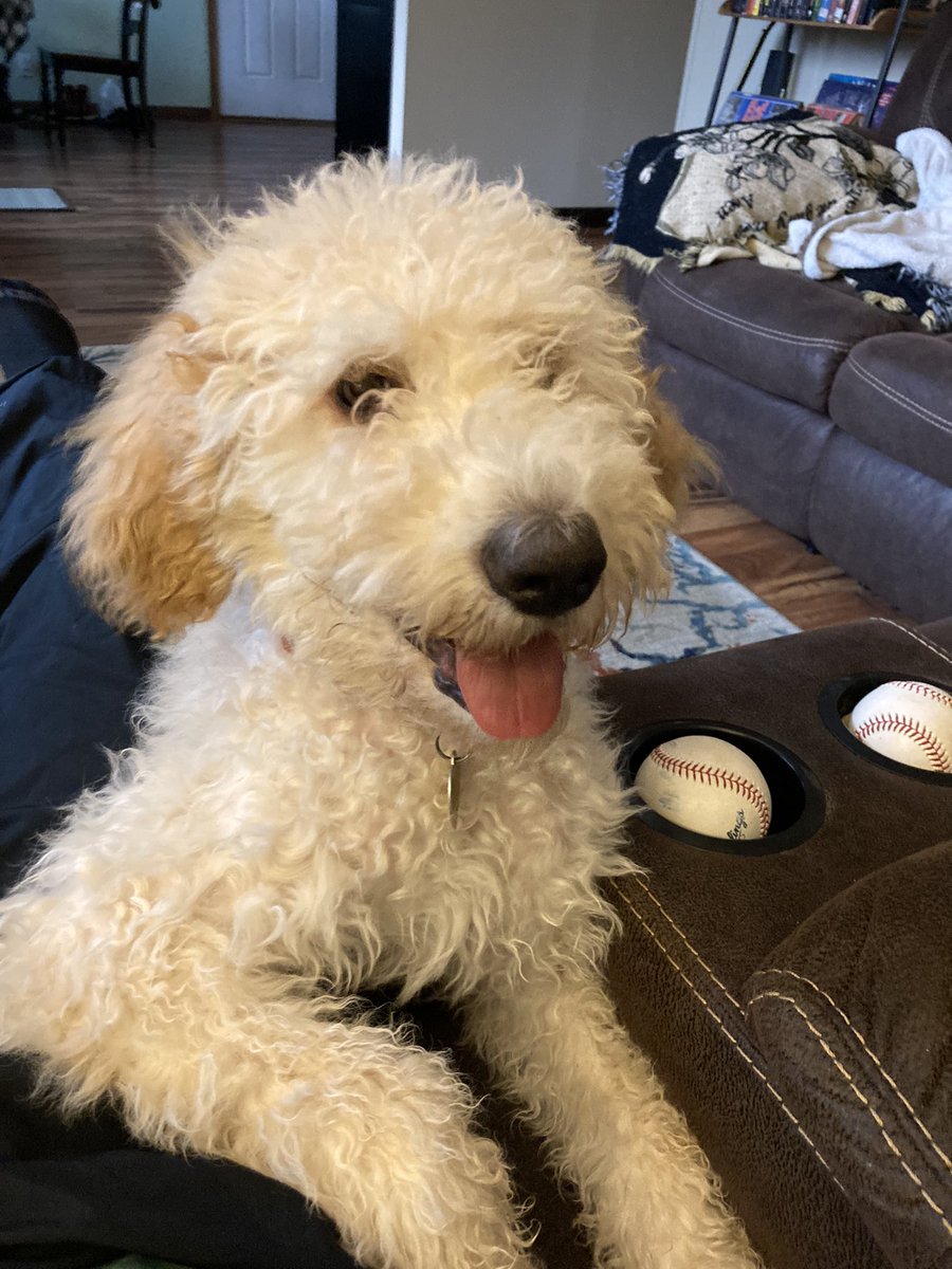 PortalAlert's tweet photo. @theislandwriter My Goldendoodle https://t.co/EMa7sPqVmg