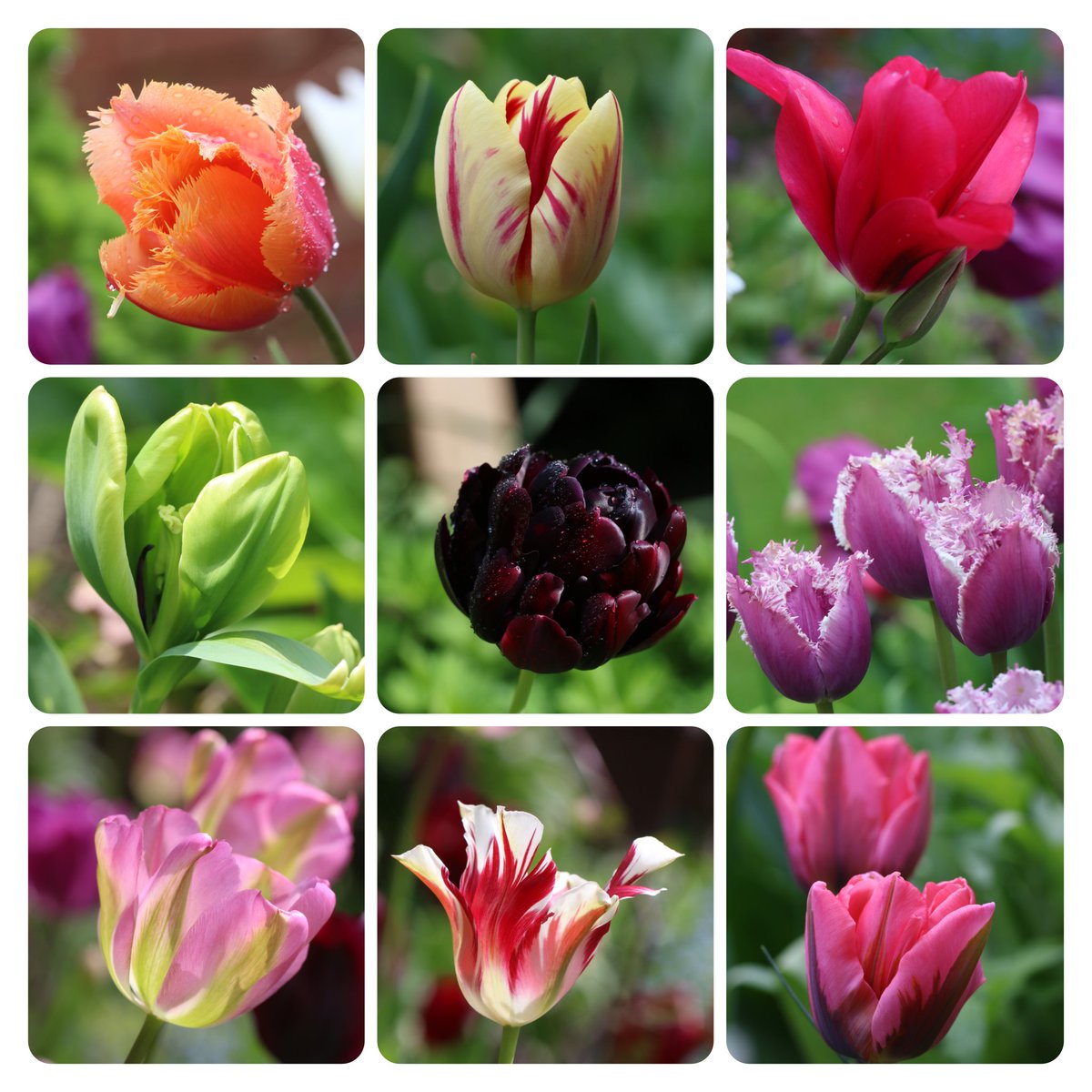 A bit of a tulip round-up for 2023 
#flowersonfriday #tulips #GardenersWorld