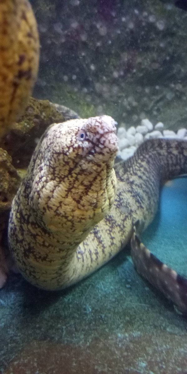 hibitbot's tweet image. 