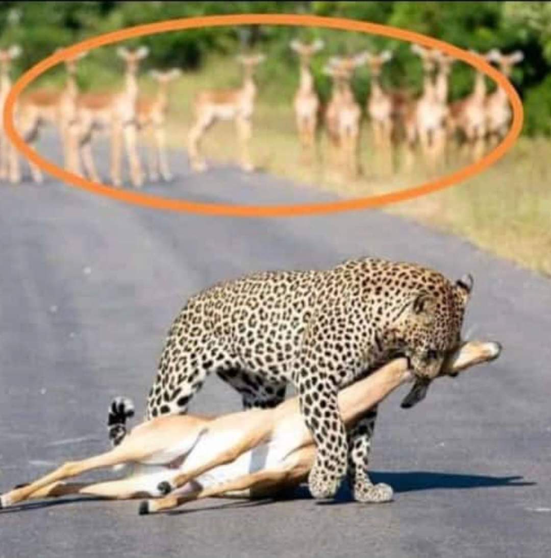 SandzMgobs1's tweet photo. @ChrisExcel102 @ShaneScott__ Watch out they will come for U nhe zulu abo! Abathembakali but Makhadzi ababeke endzaweni https://t.co/B9Bo75MrQy