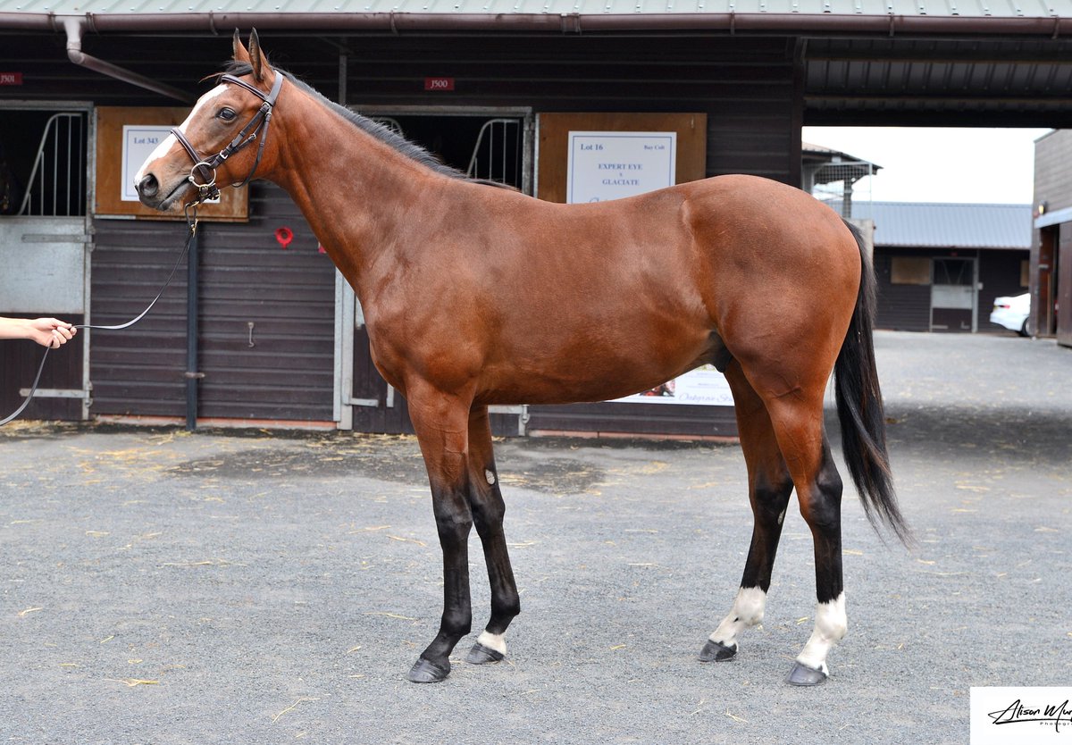 PrecisionBlood1's tweet photo. Etihad Trail making his debut at Newbury today best of luck to connections. Prepped and sold at Goffs UK #FutureWinner https://t.co/XYEfkswn7O