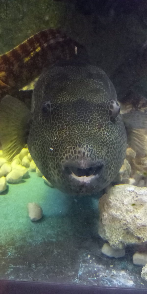 hibitbot's tweet image. #エビとカニの水族館