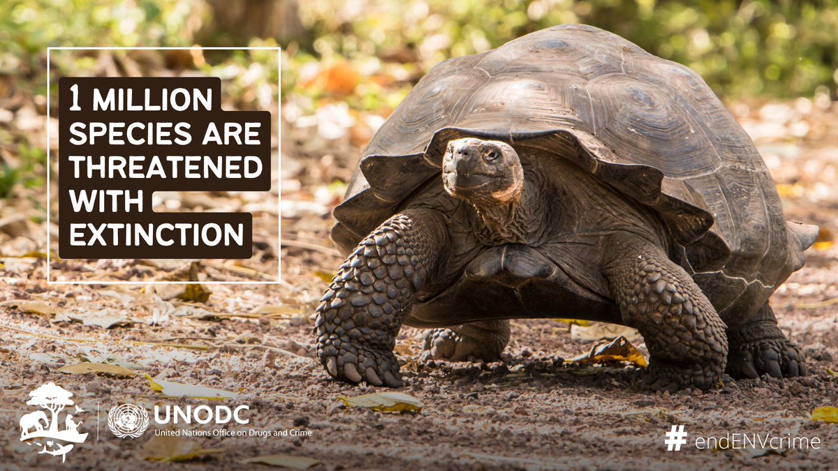UNODC's tweet photo. Today is #EndangeredSpeciesDay.

About 1 million species are threatened with extinction‼️

Let’s celebrate global efforts to protect wildlife from extinction and highlight the importance of protecting biodiversity for a healthy planet.

#EndWildlifeCrime https://t.co/tP2nlTsgXW