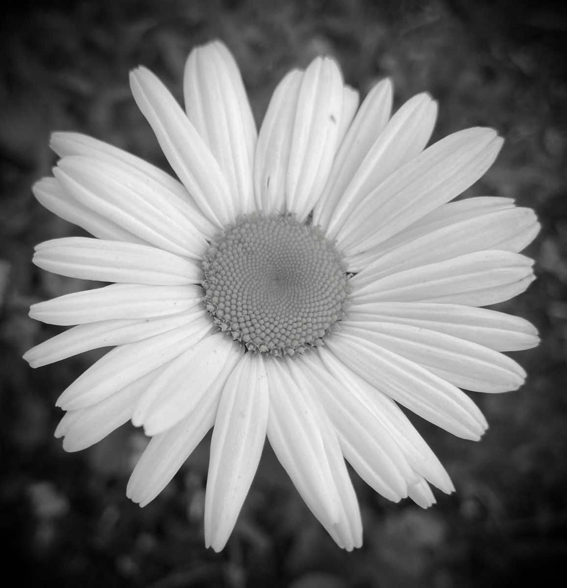 spinnersdance's tweet photo. #blackandwhite #oxeyedaisy #simplebutbeautiful #fridaymorning such a beauty #wildlifegarden https://t.co/dxHq9StrGh