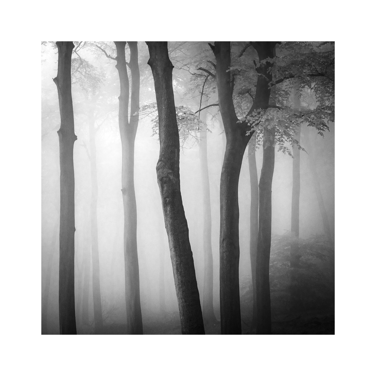 Stillness, Buckinghamshire
#photography #monochrome #bnw #woodland