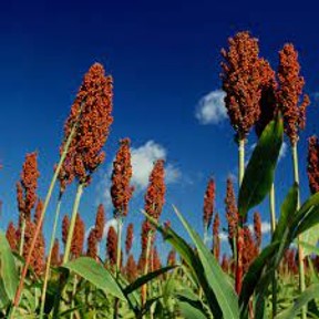 New PhD scholarship opportunity! Improving seed producibility in sorghum in a hotter, drier world tinyurl.com/58fbxw4j A great opportunity to work with a world-leading team on sorghum genetics research @QAAFI @SorgGuy To apply, email a cover letter & CV: emma.mace@uq.edu.au