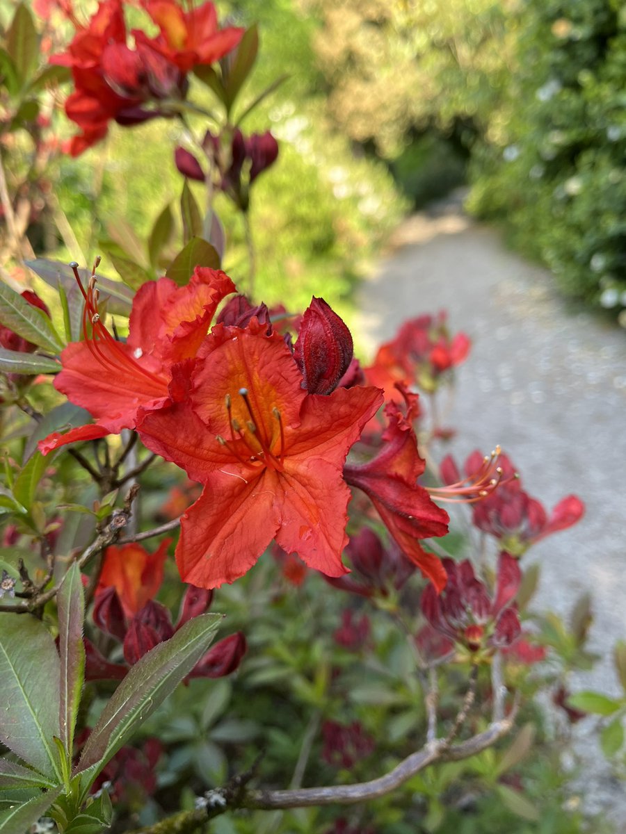 Trewithengarden's tweet photo. Morning with me on #mycommute I bring the intense colour of Rhododendron ‘Beaulieu Manor’
@RCM_Group
#rhododendronweek #spring #flowers #intense #colour #color @The_RHS @PlantNetwork @CwllGardenSoc https://t.co/4fy6OUg73V