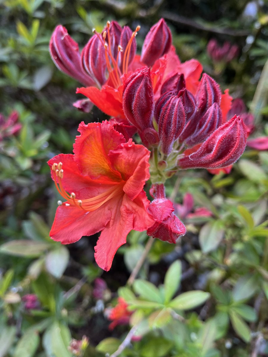 Trewithengarden's tweet photo. Morning with me on #mycommute I bring the intense colour of Rhododendron ‘Beaulieu Manor’
@RCM_Group
#rhododendronweek #spring #flowers #intense #colour #color @The_RHS @PlantNetwork @CwllGardenSoc https://t.co/4fy6OUg73V