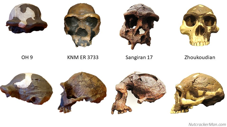 robertosaezm's tweet image. #FossilFriday Four crania of Homo erectus. OH 9 is the first (known) African erectus with +1000 cc. Source: wp.me/p4Bi9E-1zB