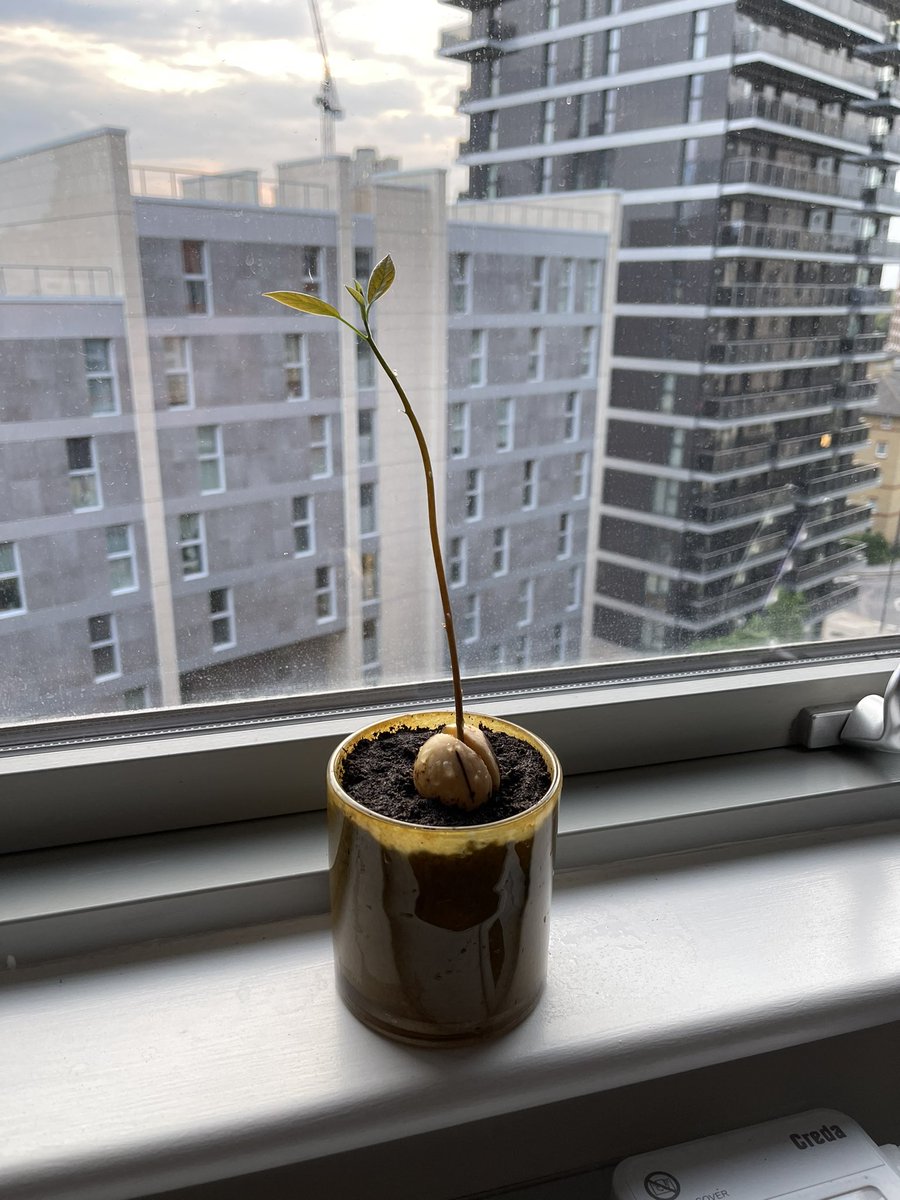 Evertinno's tweet photo. New baby growing 🥰
#Avocado https://t.co/rIkKEzGbLy