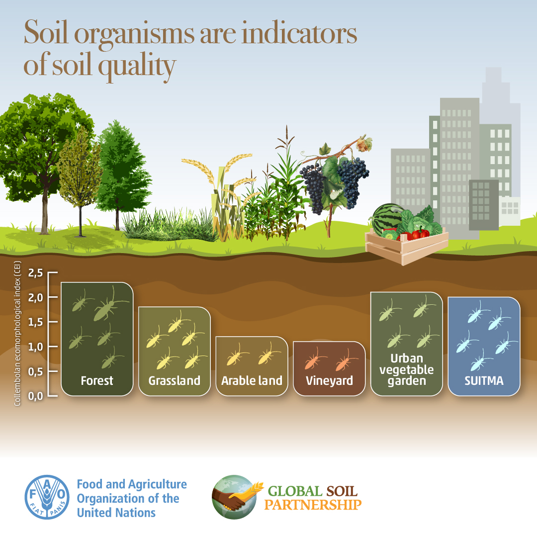 From nutrient cycling to carbon sequestration, #SoilOrganisms not only contribute to #BuildBackBiodiversity but also serve as indicators of a #HealthySoil and🌍🌿

Celebrate #BiodiversityDay by exploring the state of knowledge of soil biodiversity 👉🏿👉🏿👉🏿 doi.org/10.4060/cb1928…