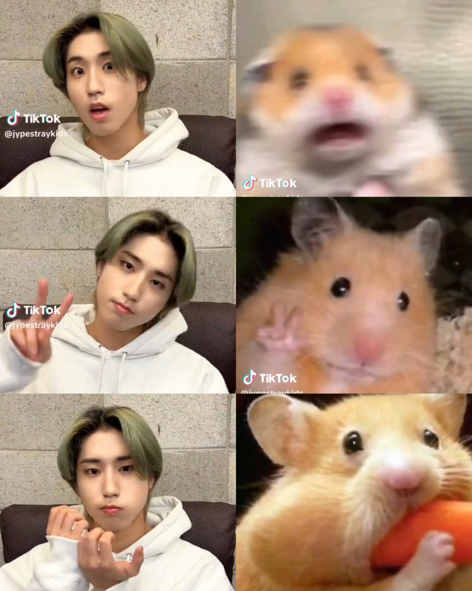han-ster 🐹