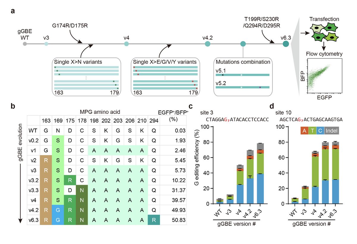HuidaGene's tweet image. By several rounds of MPG mutagenesis via rational screening, we obtained gGBEv6.3 which could increase G editing efficiency by more than 1,500 folds.
@CRISPR_News @CRISPRjournal @ASGCTherapy #BaseEditing #GeneTherapy