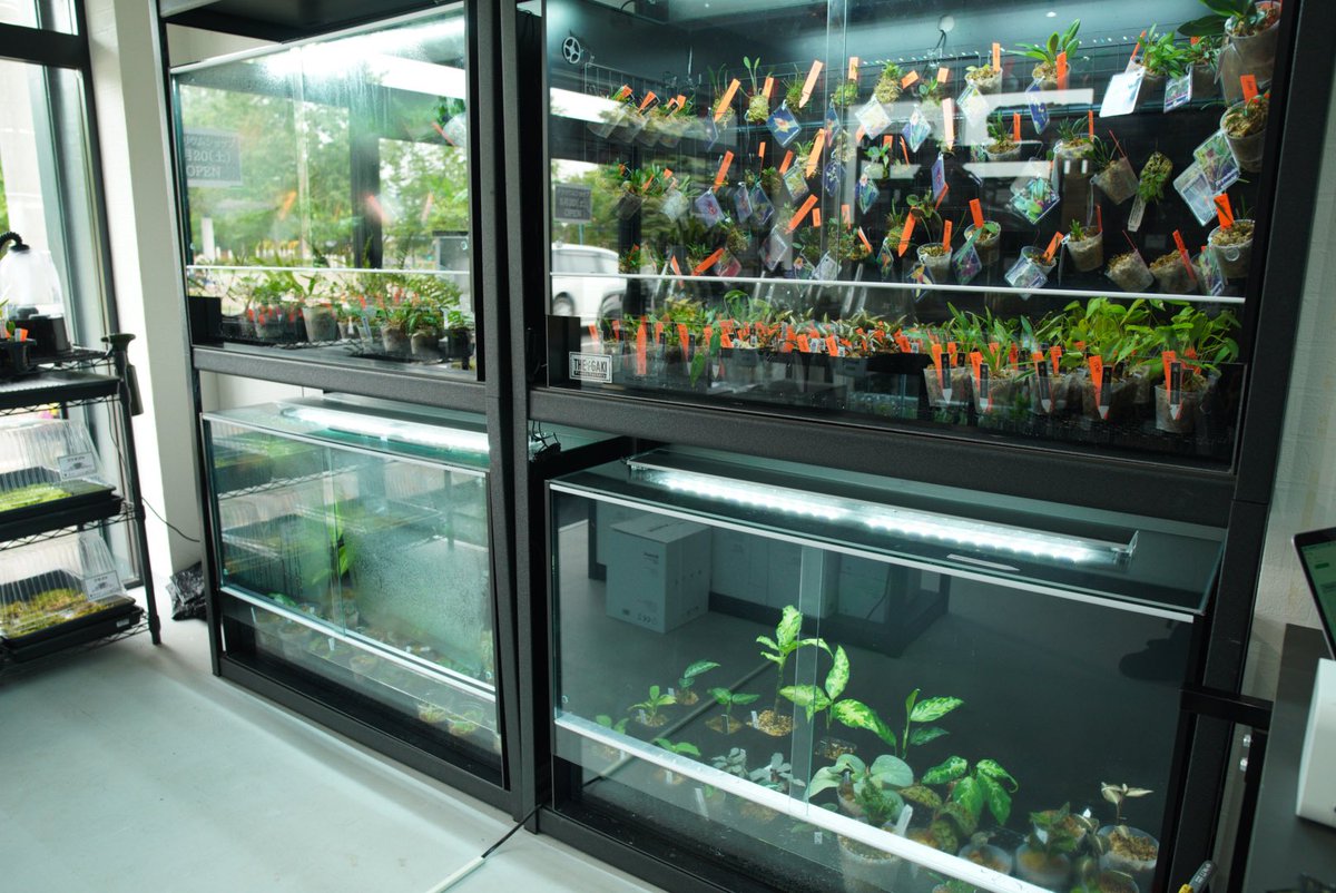 nativeforest1's tweet image. 明日 「Plants＆Terrarium native forest」オープンです！
まだまだ発展途上ですがお客さまに愛されるショップを目指して営業していきまので宜しくお願い致します！
【オープン日時】
5月20日（土）10:00〜20:00
【場所】
札幌市清田区北野1条1丁目5-26 北野ふれあい公園前
【駐車場】
4台有