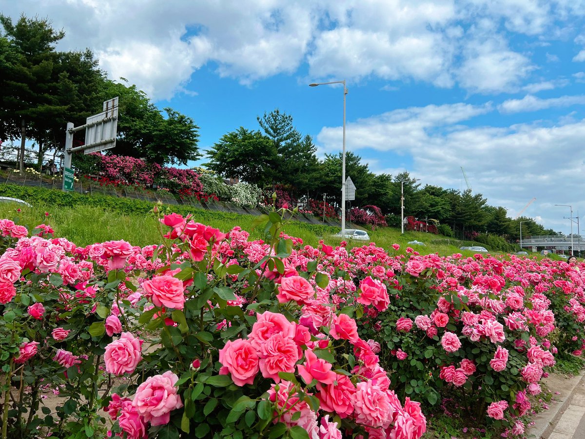 Reveur__Lunaire's tweet photo. 서울 장미 축제에 잠깐 왔고 드넓은 벌판에 기묘할 정도로 장미가 많으면 미드 소마 느낌이
나는 구나…하는 중 https://t.co/wjuiZQ4Ul3