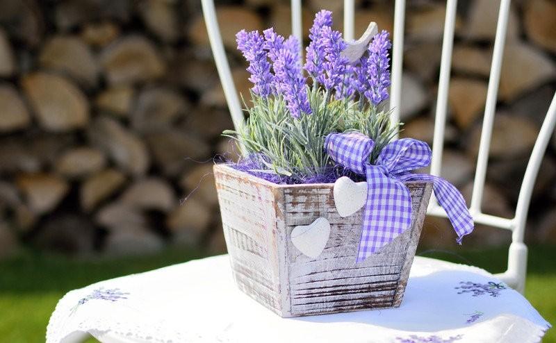 8 растений, которые помогут тебе выспаться.