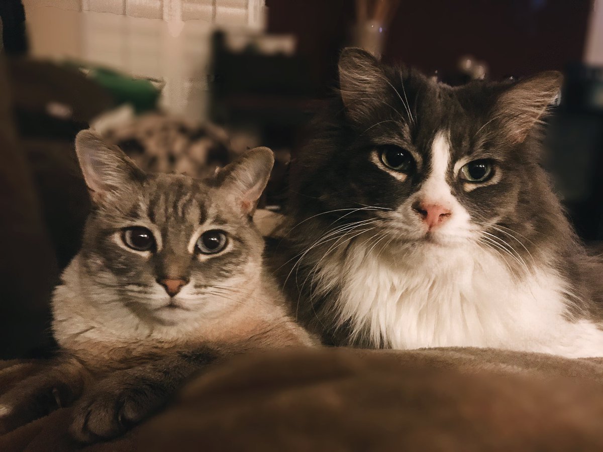 JennyCrossling's tweet photo. @robbiewilliams My big Elvis and little Monroe! 😻 https://t.co/slCYGjpOQY