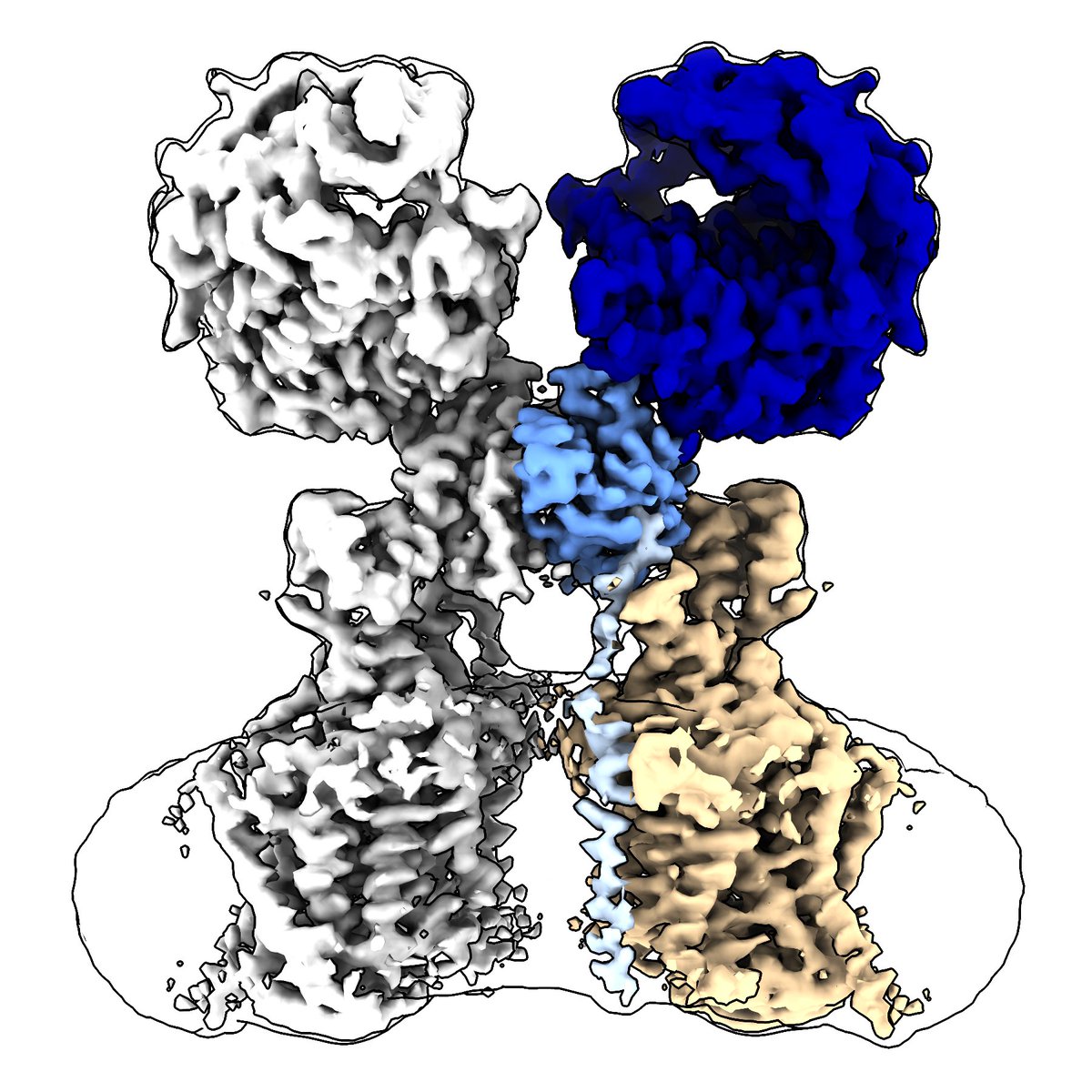 DavidBSauer's tweet photo. Unbelievably excited our study is online!

Structure and function of the proline transporter SIT1 in complex with ACE2

Fantastic work by Huanyu Li and Ashley Pike in a collaboration of @CmdOxford and @uobbiosciences and project envisioned by Liz Carpenter and @T_dafforn https://t.co/Bo6Vmu1KZn