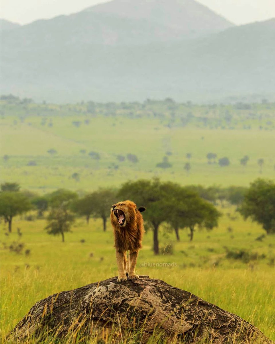 The Lion King 🦁
📍Kidepo Valley National Park, Uganda 🇺🇬
📸 @bluenomads

#ExploreUganda #VisitUganda #UgandaSights