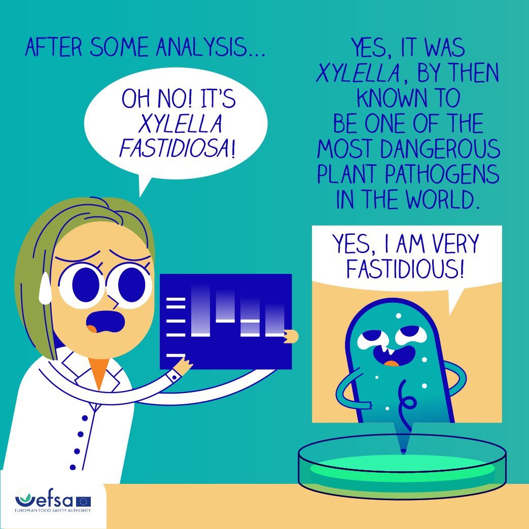 EFSA_EU's tweet photo. 📣🆕release alert | Episode 2 of #EFSAComic is out now
Do you remember #FastidiousX, the silent fearsome killer? It's got to Europe!
Follow the journey of scientists & authorities fighting against this threat to our #plants🌿💪
👉https://t.co/AhlQbWOJlK
#EFSA4plants @Plants_EFSA https://t.co/VAemMXY6ag