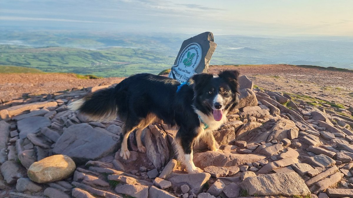 Tracy Purnell tweet media