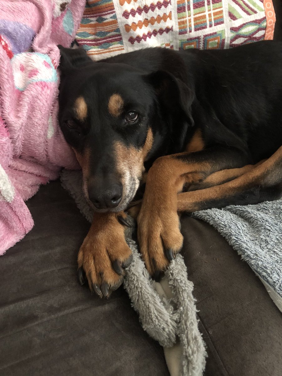 Cleo, Belle, Mumma & 🌈Ruben🌈 tweet media