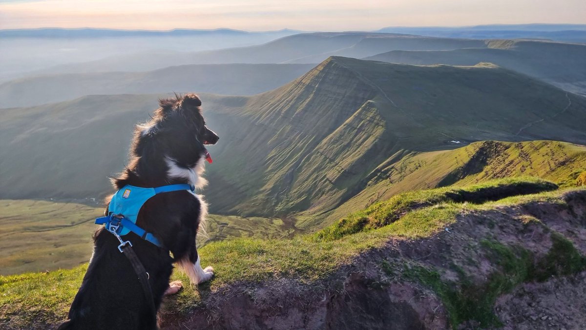 Tracy Purnell tweet media