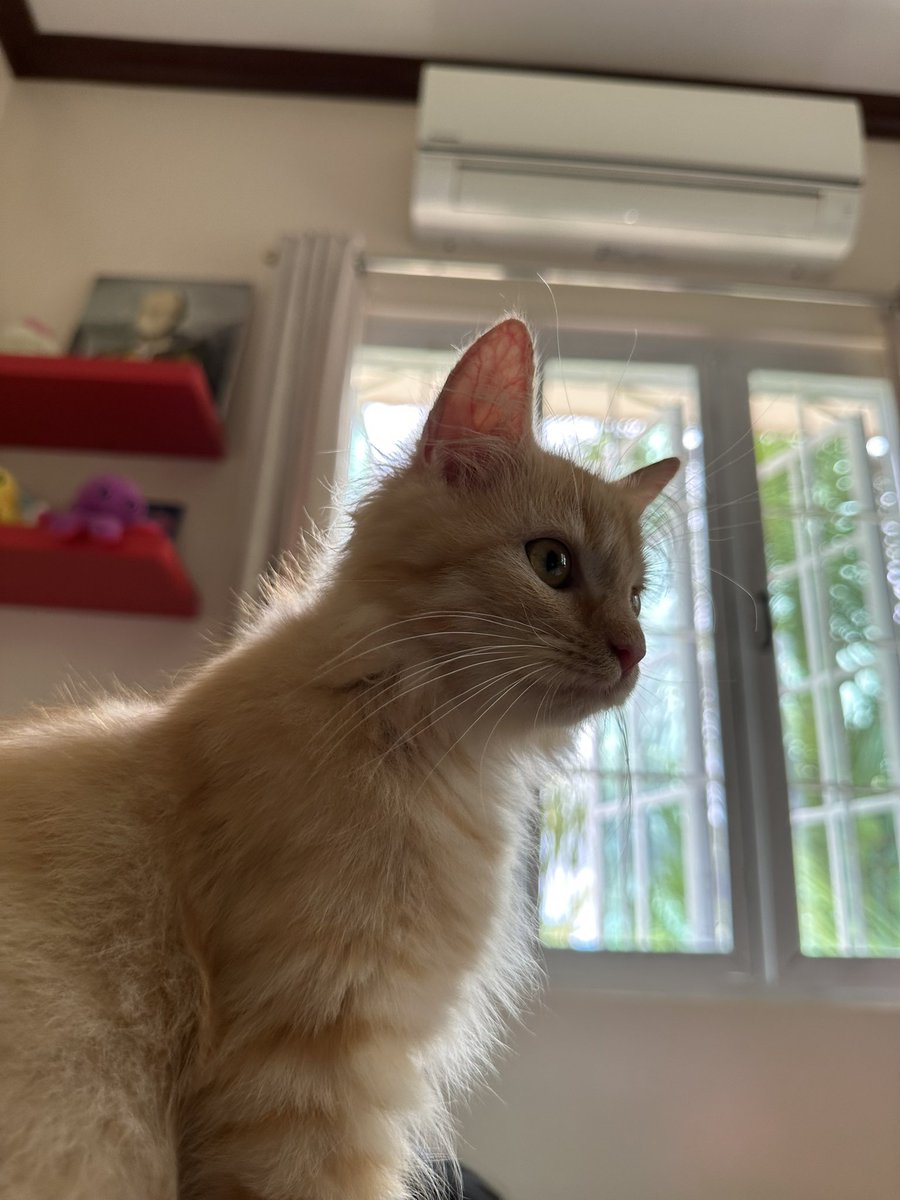 awiiisooon's tweet photo. ✨🐈✨ https://t.co/rBPC4A9rIL