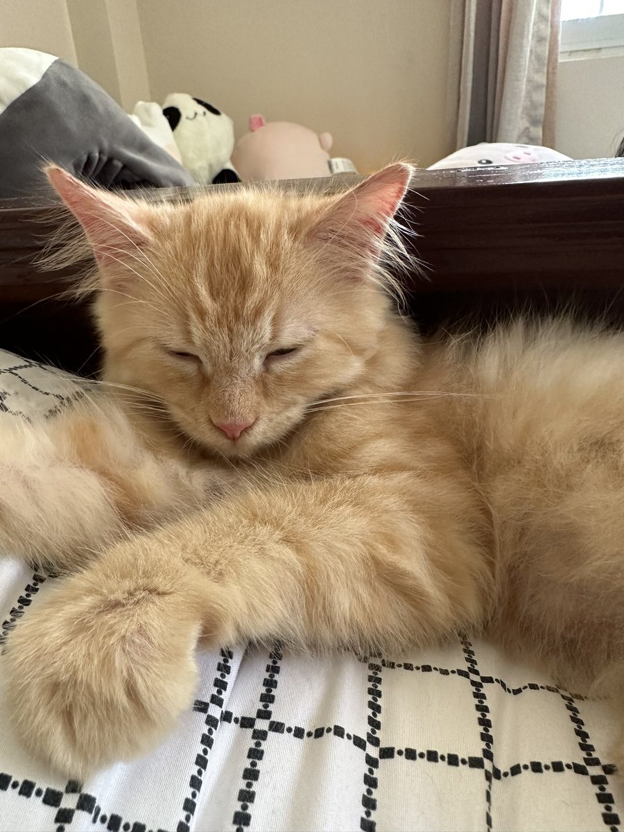 awiiisooon's tweet photo. ✨🐈✨ https://t.co/rBPC4A9rIL
