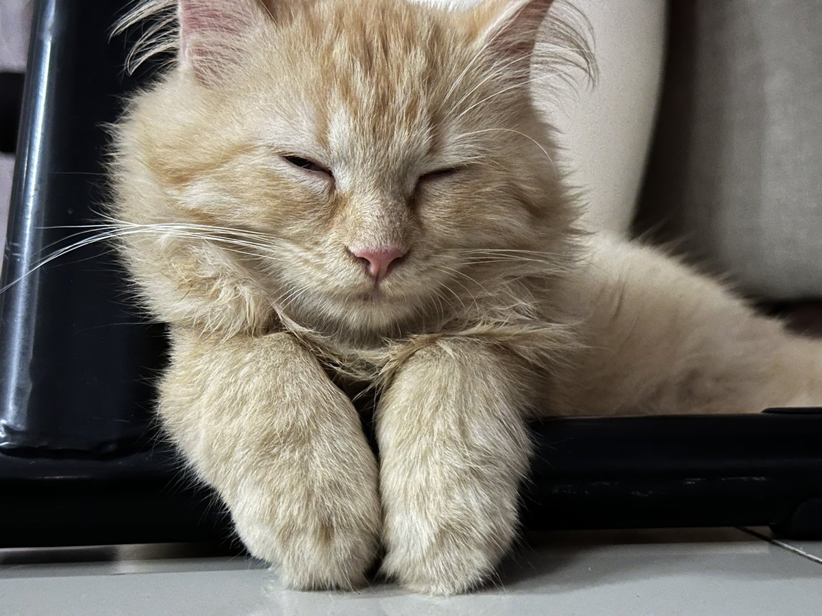 awiiisooon's tweet photo. ✨🐈✨ https://t.co/rBPC4A9rIL