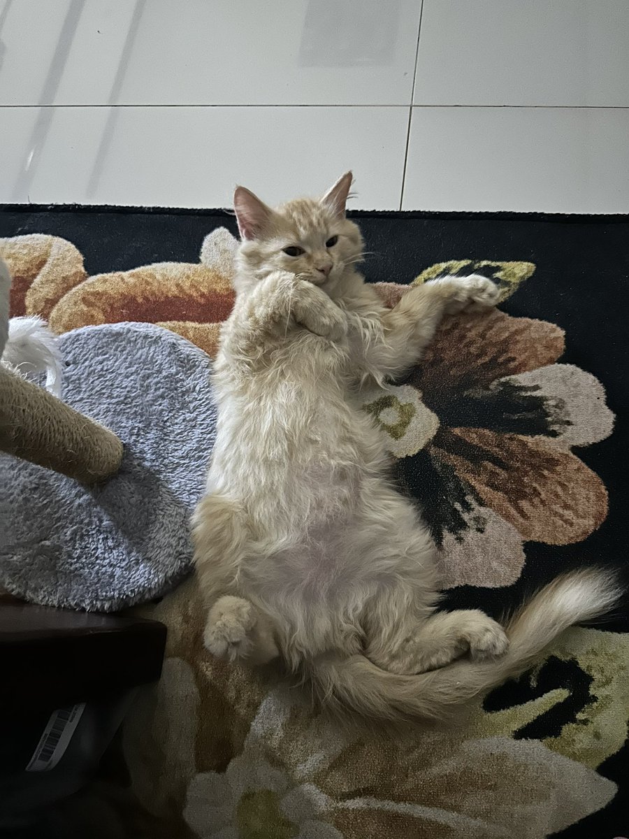 awiiisooon's tweet photo. ✨🐈✨ https://t.co/rBPC4A9rIL