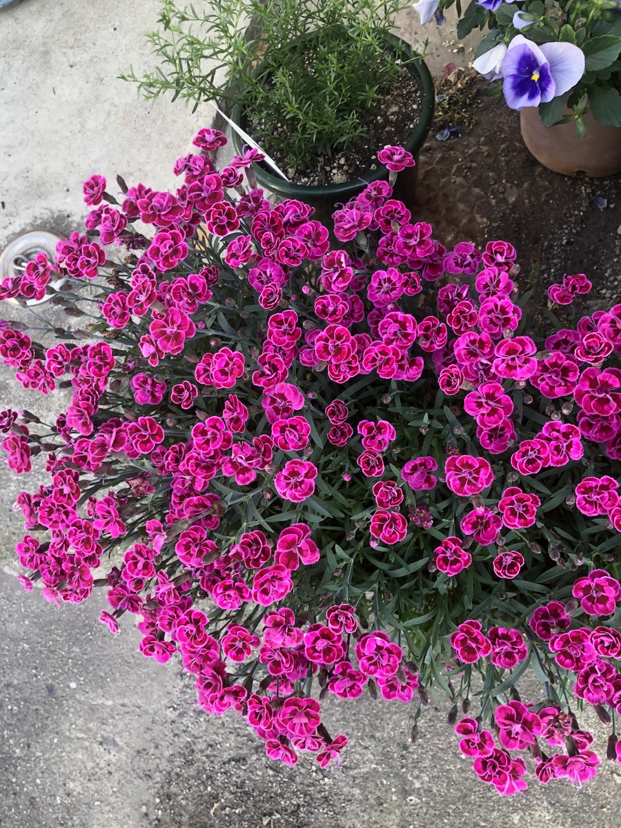 p32qbFfeazYBoMe's tweet photo. 花を愛でる

朝イチ雨

止んで　ありがとう😊

えびす湯今日も

ハレルヤ

昨日はニュージーランド🇳🇿

オーストラリア

東京から　雨ん中

ありがとうございます

Twitter見て

来てくださった平野さん

良い写真撮れましたかな❓

皆様にいっぱい

支えられて

感謝します

今日も顔晴れ増す https://t.co/xigAZLJtGh